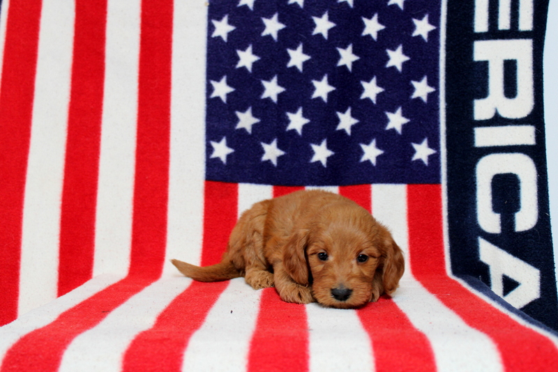 puppy, for, sale, Mini Goldendoodle F1, Matthew B. Stoltzfus, dog, breeder, Gap, PA, dog-breeder, puppy-for-sale, forsale, nearby, find, puppyfind, locator, puppylocator, aca